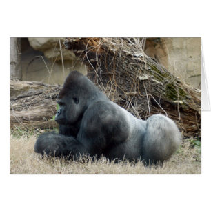 Gorilla_005