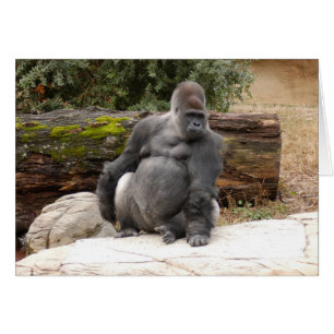 Gorilla_022