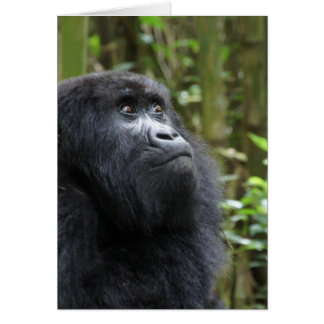 Gorilla mis sueños - hembra