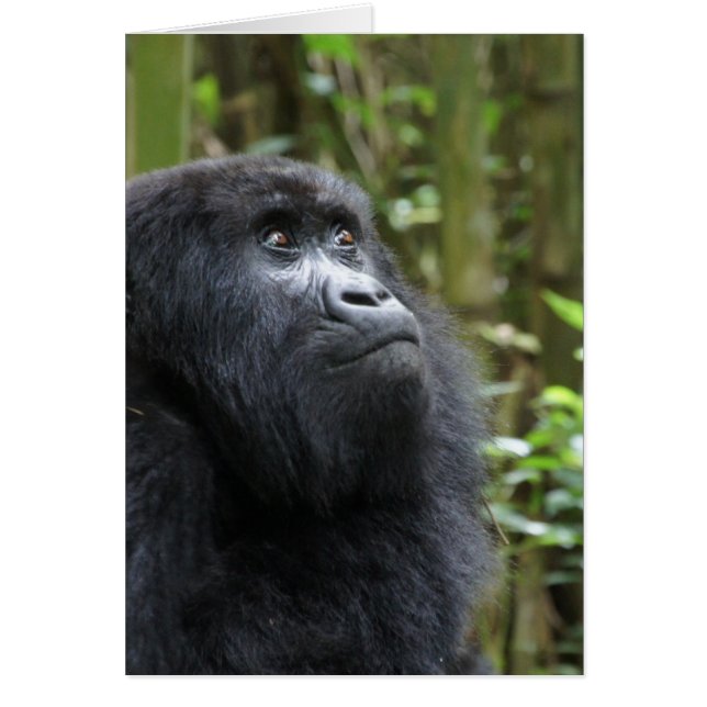 Gorilla mis sueños - hembra (Frente)