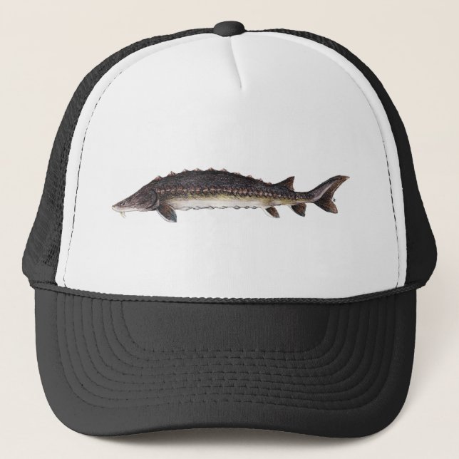 Gorra común del esturión (Anverso)