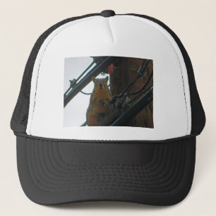 Gorra De Camionero Ardilla en un poste en Colorado