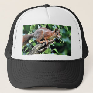 Gorra De Camionero ardilla roja en el árbol