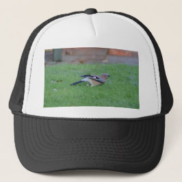 Gorra De Camionero Arrendajo euroasiático