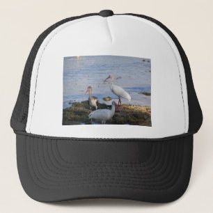 Gorra De Camionero Aves del Ibis a orillas de la bahía de Florida