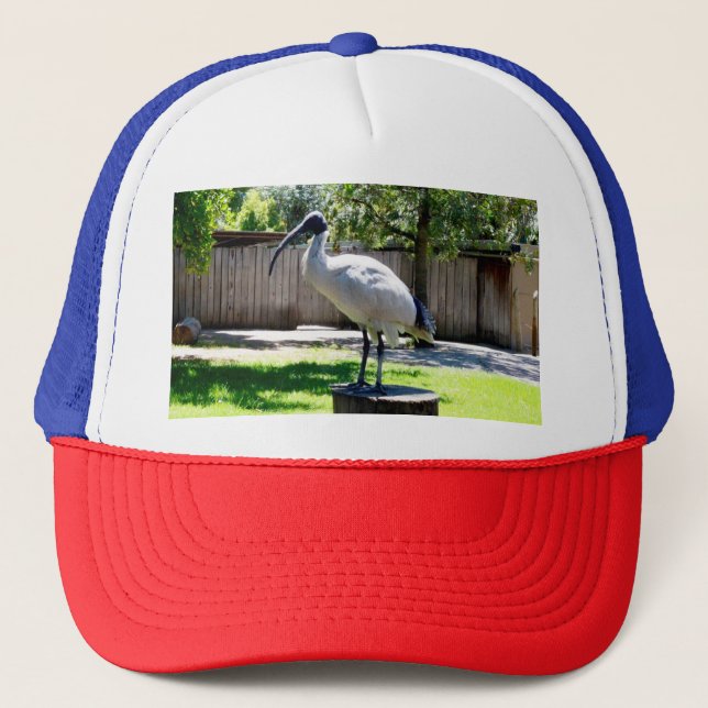 Gorra De Camionero Bin Chicken (Ibis) En Un Trozo De Árbol, (Anverso)