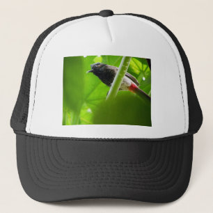 Gorra De Camionero Bulbul Rojo-expresado (cafer de Pycnonotus)