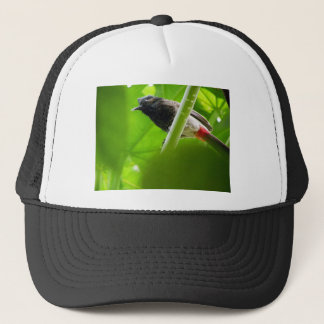 Gorra De Camionero Bulbul Rojo-expresado (cafer de Pycnonotus)