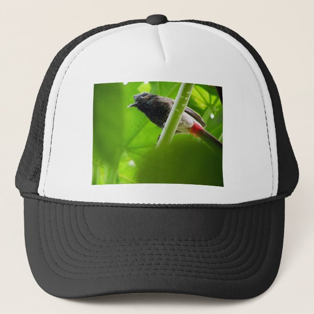 Gorra De Camionero Bulbul Rojo-expresado (cafer de Pycnonotus) (Anverso)