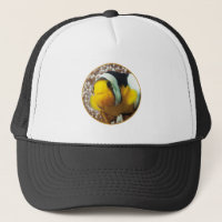 Cangrejos de payaso - ¡Acércate! Diseño fotográfic