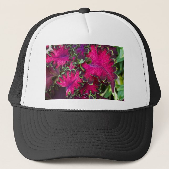 Gorra De Camionero Coleus Macro (Anverso)
