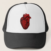 Corazón humano anatómico