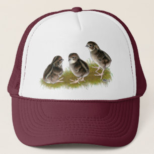 Gorra De Camionero Coturnix Quail Chicks