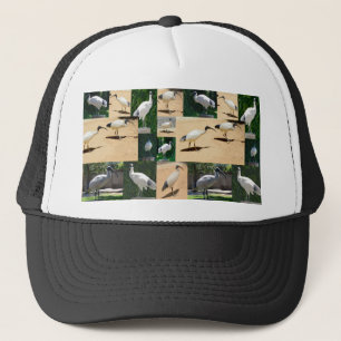 Gorra De Camionero Crónicas De Bin Chicken: Collage de fotos Del Ibis