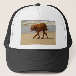 Gorra De Camionero dogue de bordeaux