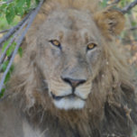 Gorra De Camionero El Viejo León Colgando.<br><div class="desc">Tomada cerca del campamento de Chobe en Botsuana,  África.</div>