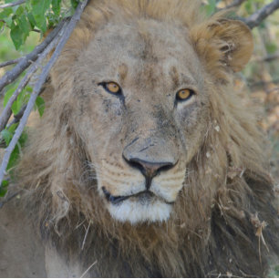 Gorra De Camionero El Viejo León Colgando.