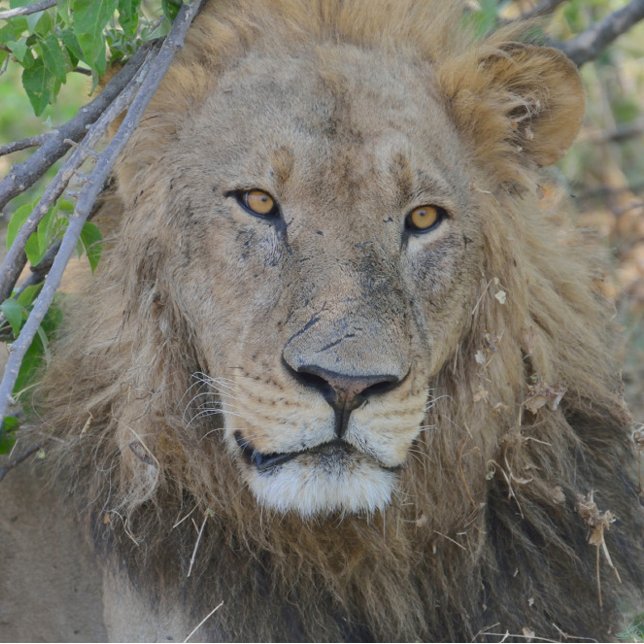 Gorra De Camionero El Viejo León Colgando. (Subido por el creador)