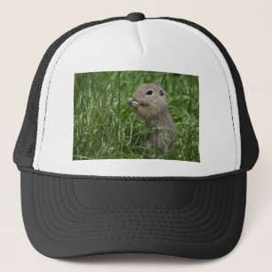 Gorra De Camionero European ground squirrel