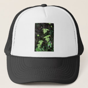 Gorra De Camionero Ferromes -