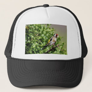 Gorra De Camionero FInch