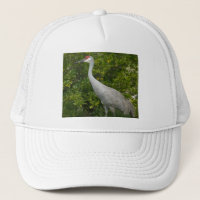 Foto de pájaro de Sandhill Crane