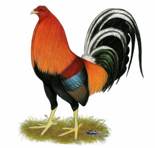 Gorras Gallo De Pelea Zazzle Es Tristemente considerado deporte en algunos paises. gorras gallo de pelea zazzle es