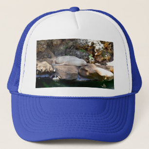 Gorra De Camionero Gran foca macho dormida sobre rocas,