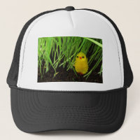 grass chick