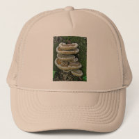 Hongos estantes en Stump