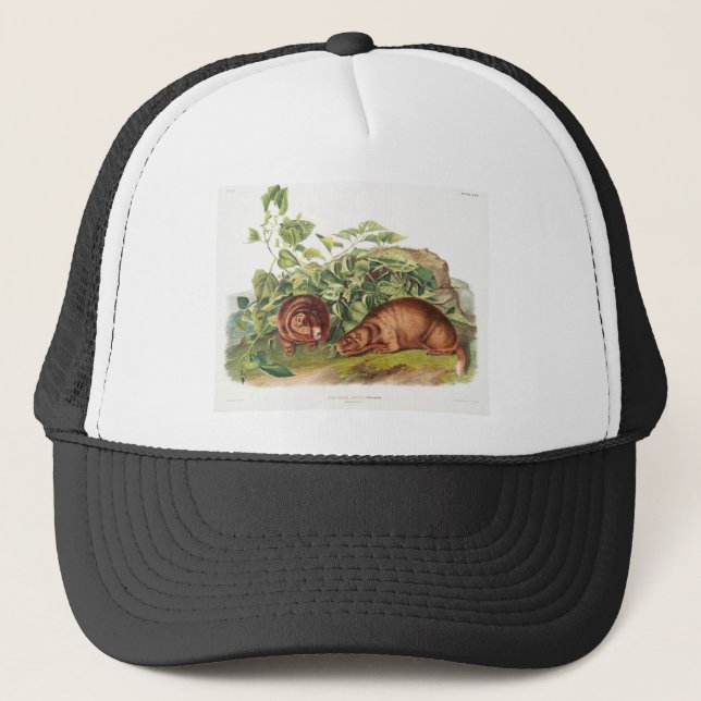 Gorra De Camionero La marmota de Lewi (Anverso)