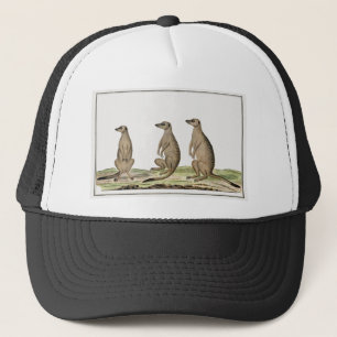 Gorra De Camionero Meerkats Suricata suricatta