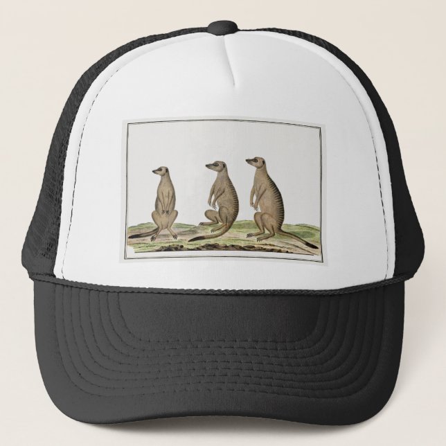 Gorra De Camionero Meerkats Suricata suricatta (Anverso)