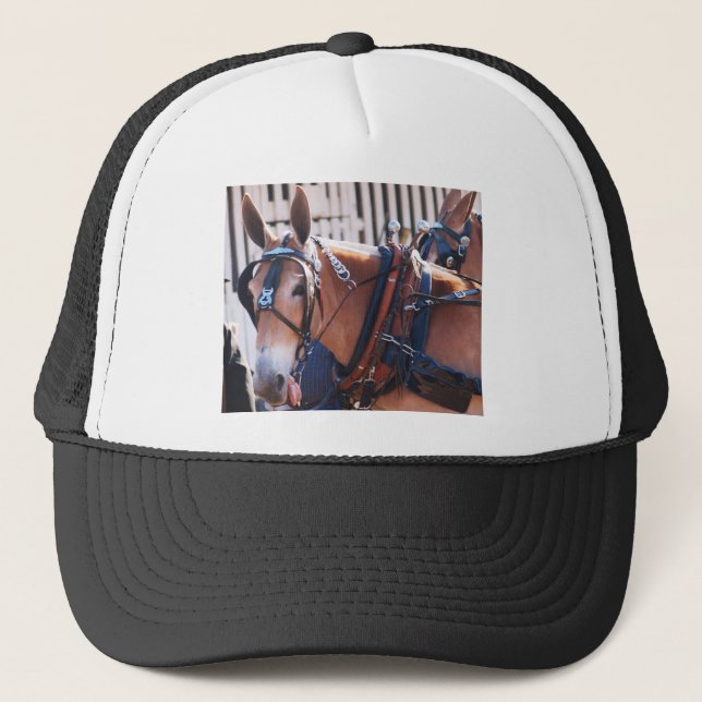 Gorra De Camionero mulas y burros 026 (Anverso)