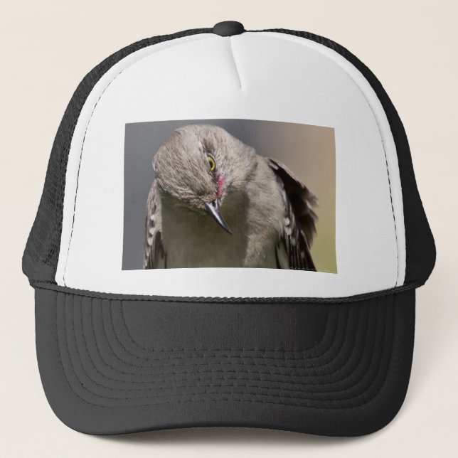 Gorra De Camionero Northern Mockingbird toma ropa de vaca y regalos (Anverso)