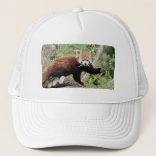 Gorra De Camionero Panda rojo foto de Cap Photo , animales 0003.