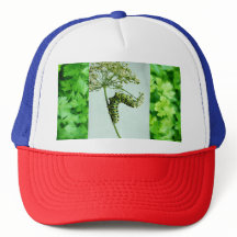 Parsley Black Swallowtail