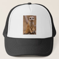 Presentación de Meerkat