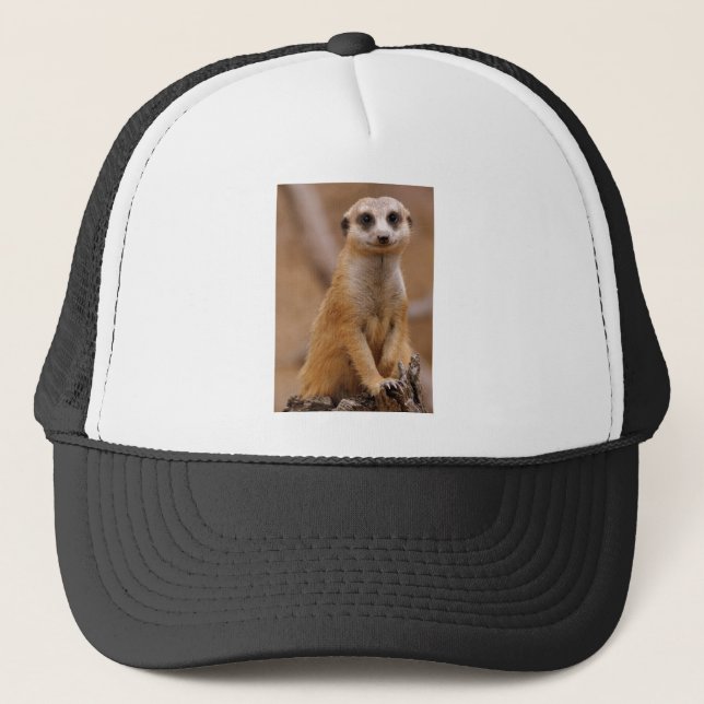 Gorra De Camionero Presentación de Meerkat (Anverso)