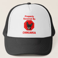 Propiedad asegurada por la chihuahua