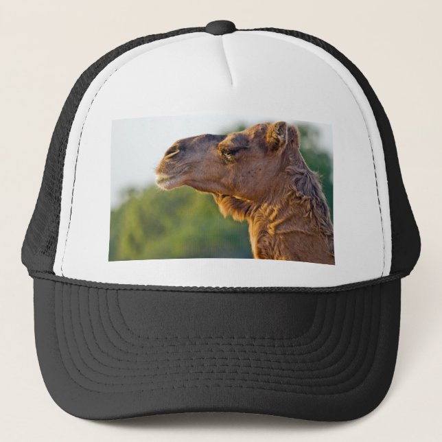 Gorra De Camionero Retrato del camello (Anverso)