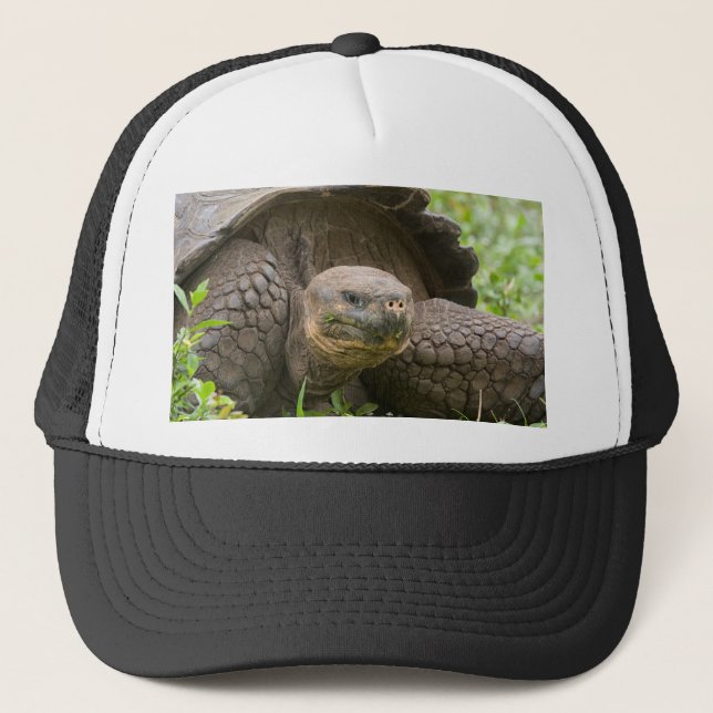 Gorra De Camionero Tortuga gigante (Anverso)