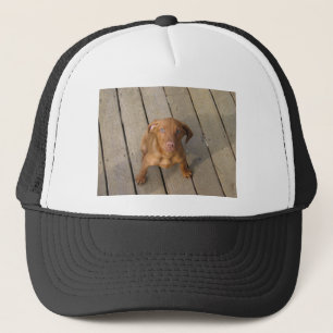 Gorra De Camionero vizsla puppy