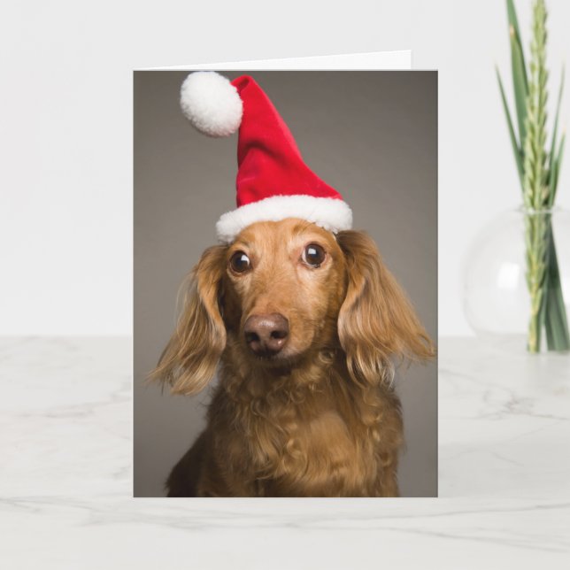 Gorra de Santa del navidad del Dachshund que lleva (Anverso)