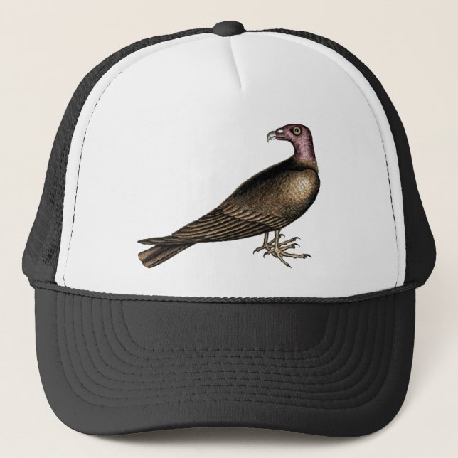 Gorra del buitre de Turquía (Anverso)
