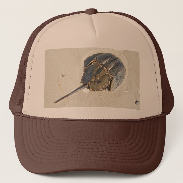 Gorra del cangrejo de herradura (Anverso)