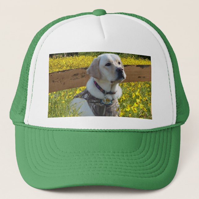 Gorra del labrador retriever en The Field (Anverso)