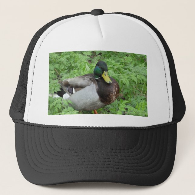 Gorra del pato del pato silvestre (Anverso)