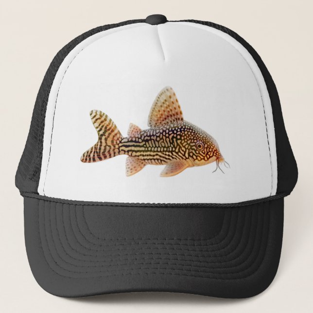 Gorra del siluro de Corydoras Sterbai (Anverso)