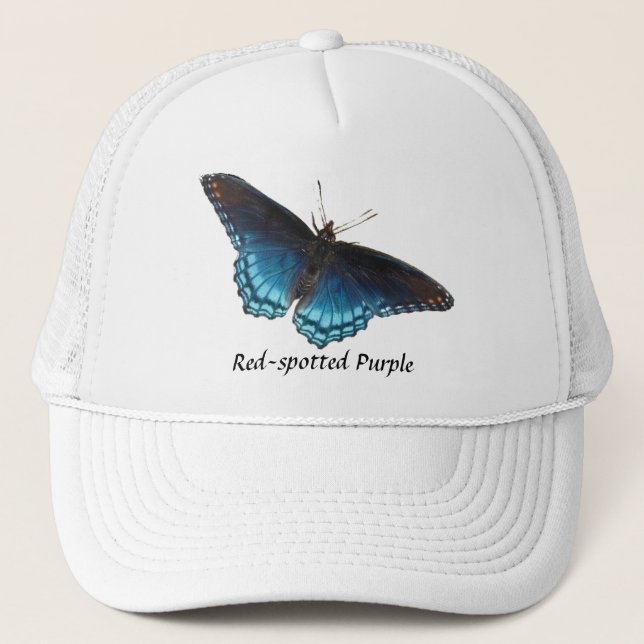 gorra púrpura Rojo-manchado de la mariposa (Anverso)